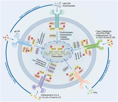 The Interaction Between Autophagy and JAK/STAT3 Signaling Pathway in Tumors